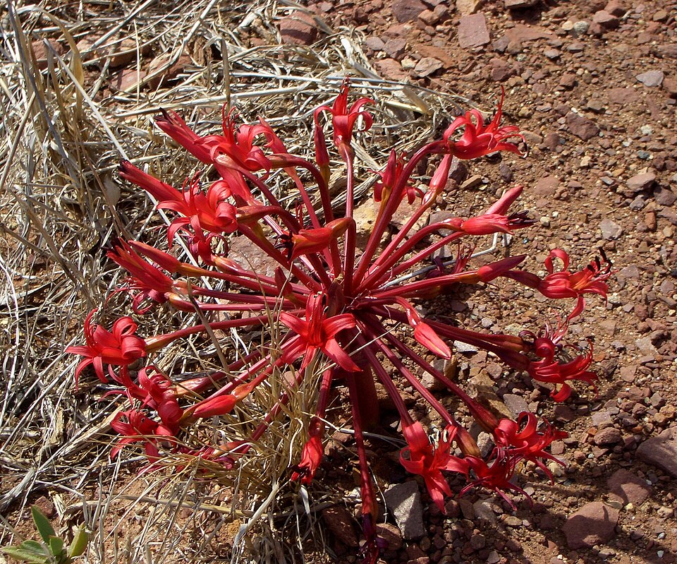Fayl:Brunsviga orientalis.JPG