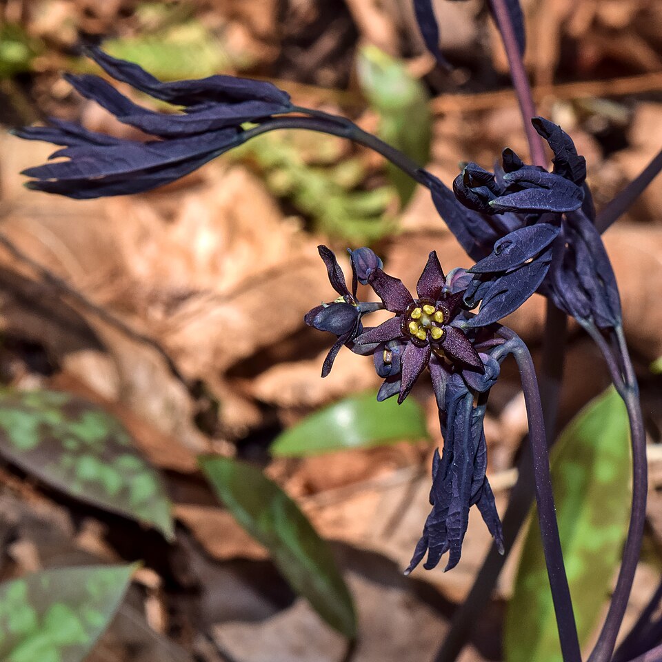 Fayl:Caulophyllum thalictroides.jpeg