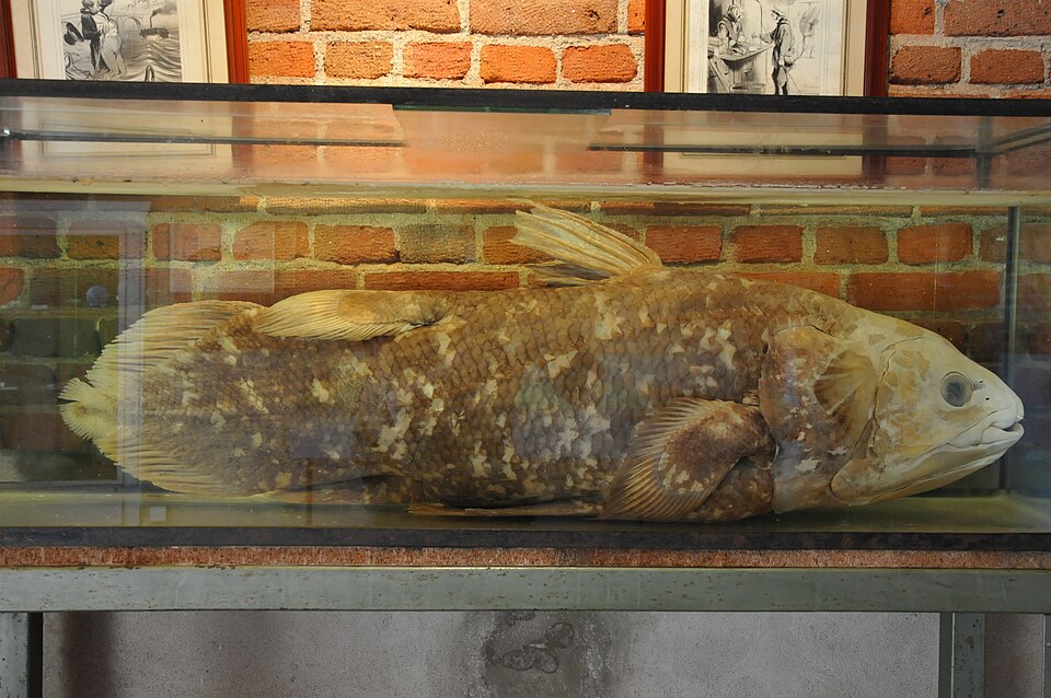 Fayl:La Bussiere Coelacanthus.jpg