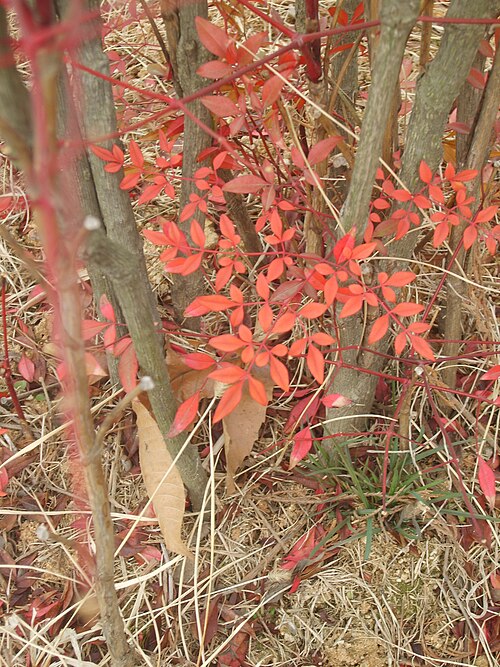 Fayl:Nandina domestica leaves.JPG