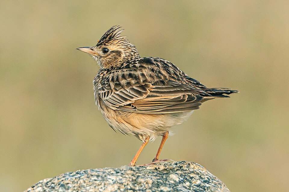 Fayl:Oriental Lark (49172375968).jpg