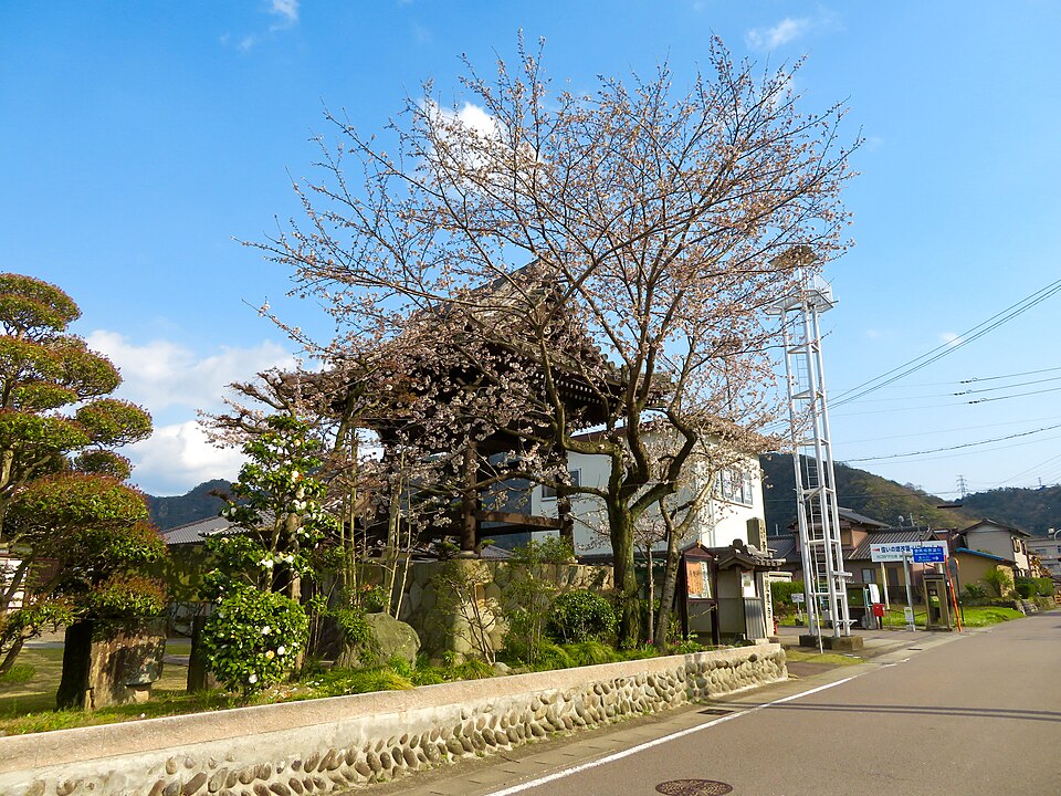 Fayl:Sakura in Kakusen-ji (Sakahogi).jpg