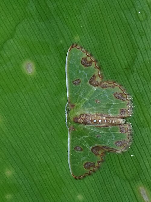 Fayl:Synchlora gerularia.jpg