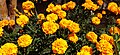 Tagetes gullari