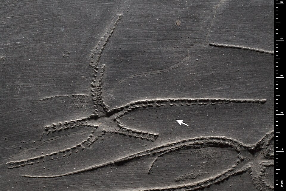 Fayl:Furcaster palaeozoicus - MNHN A53698.jpg