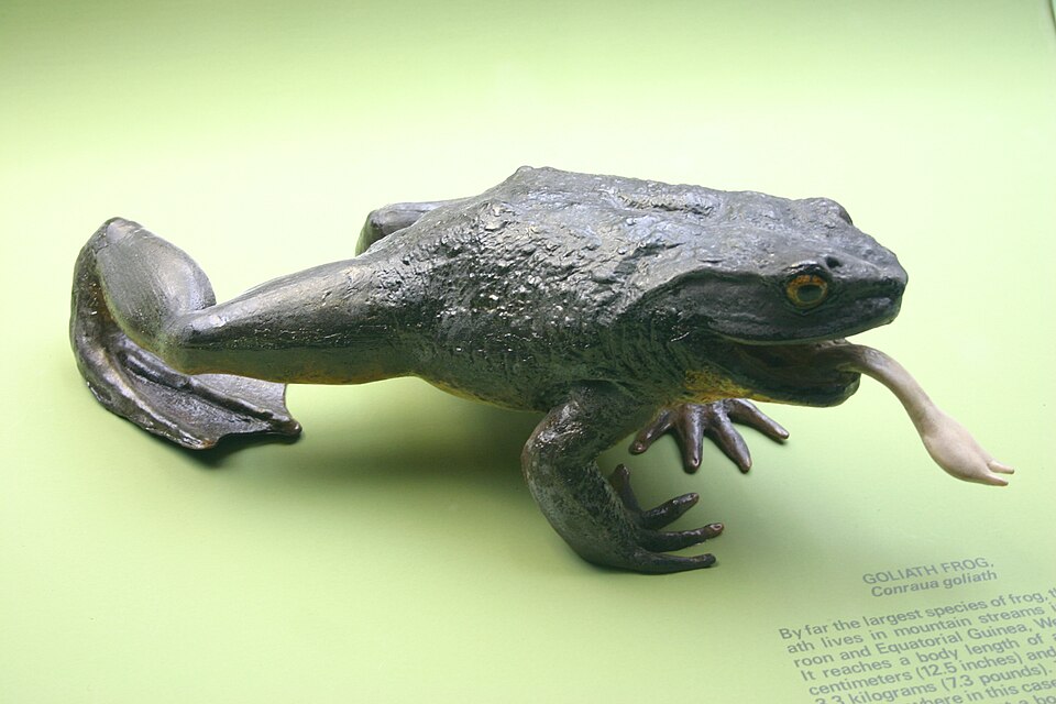 Fayl:Goliath Frog.jpg