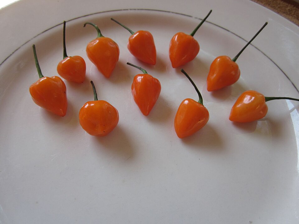 Fayl:Kambuzi Chili Pepper.jpg