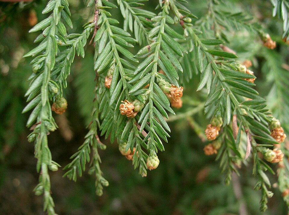 Fayl:Sequoia sempervirens4.jpg