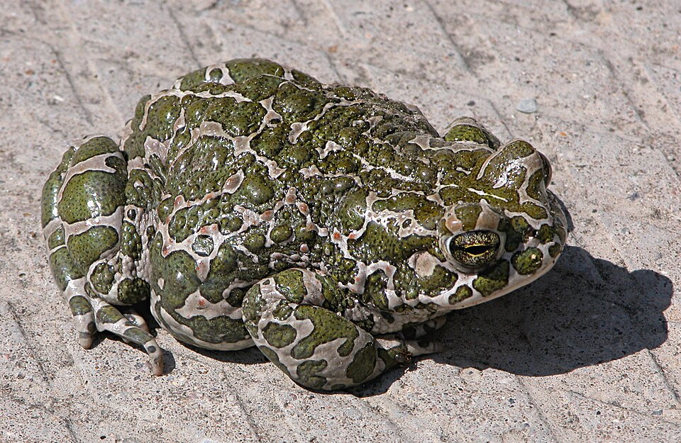 Fayl:Bufo viridis.jpg