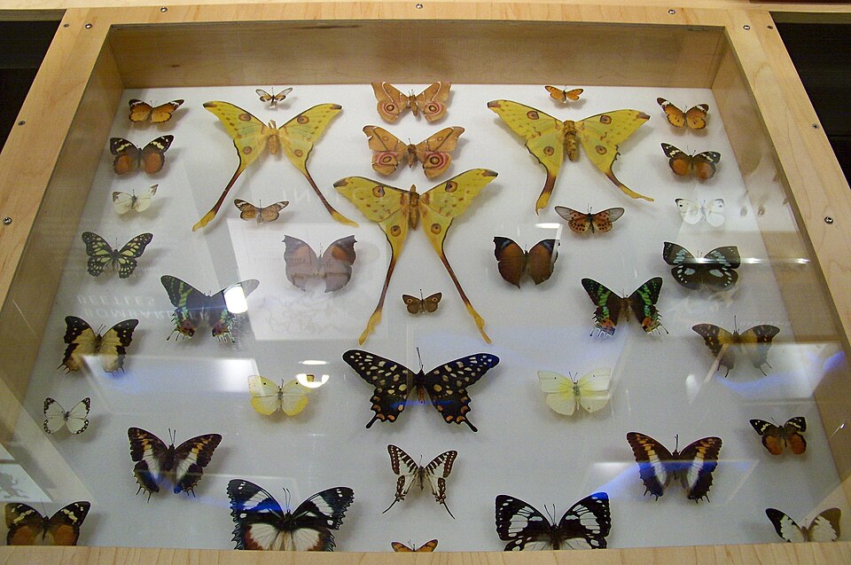 Fayl:CAS-Butterfly Collection.JPG