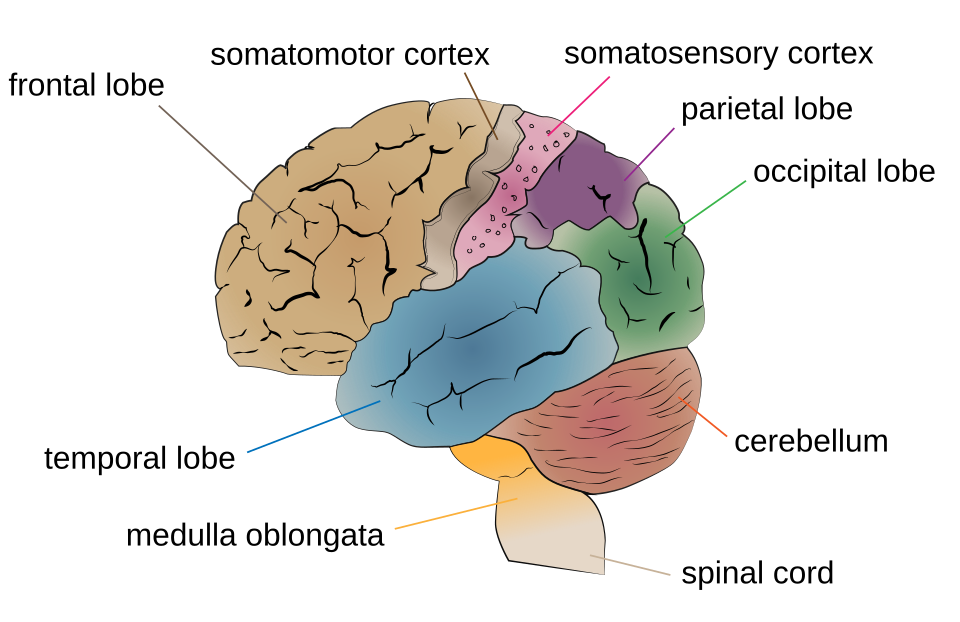 Fayl:Cerebrum lobes.svg