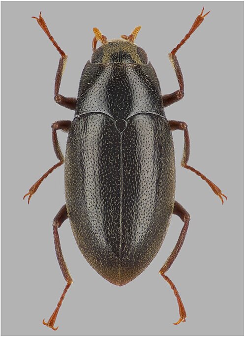 Fayl:Elmomorphus parvulus.jpg