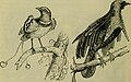 Erkak qirol jannat qushi (Cicinnurus regius)