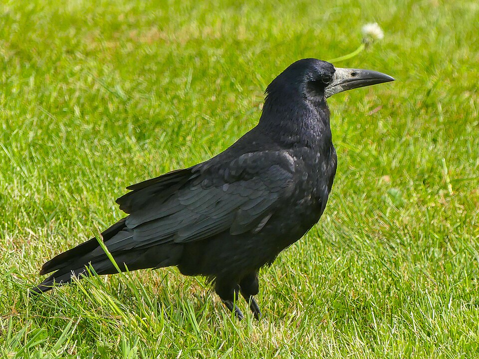 Fayl:Rook (43893155894).jpg