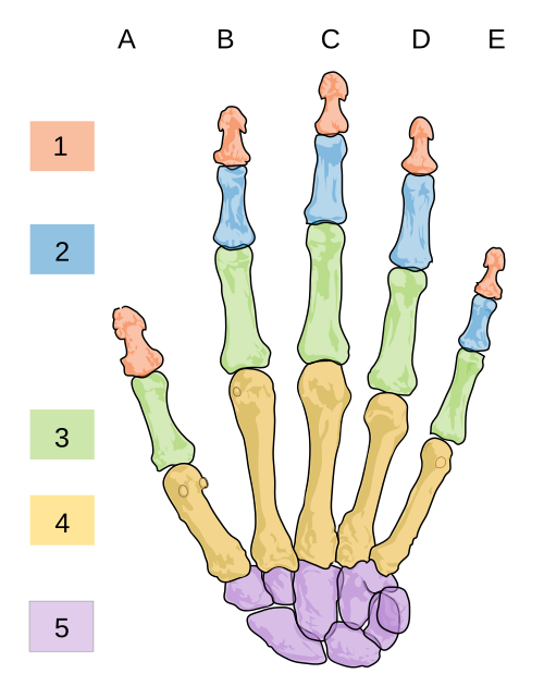 Fayl:Scheme human hand bones-numbers.svg