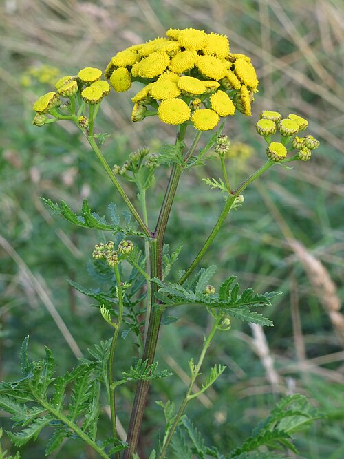 Fayl:Tanacetum vulgare 5 RF.jpg