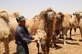 Erkak tuyani junini qirqmoqda, atrofida boshqa tuyalar bor