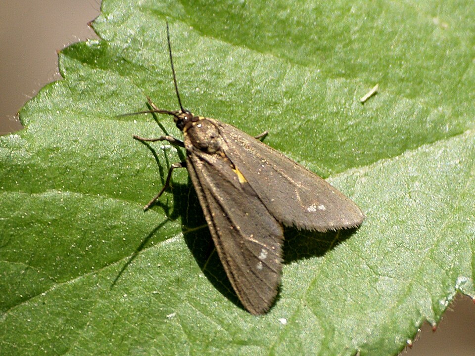 Fayl:Dysauxes punctata1.jpg
