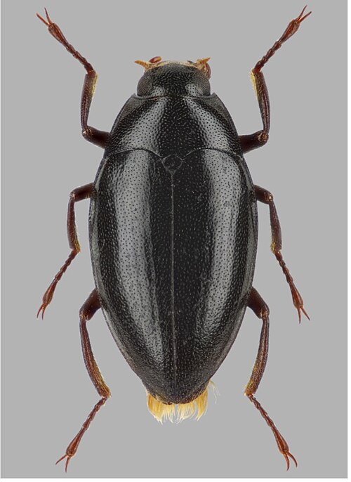 Fayl:Elmomorphus comosiclunis.jpg