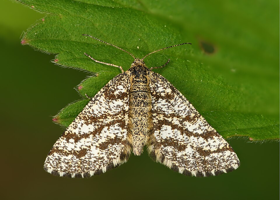 Fayl:Ematurga atomaria female - Keila.jpg