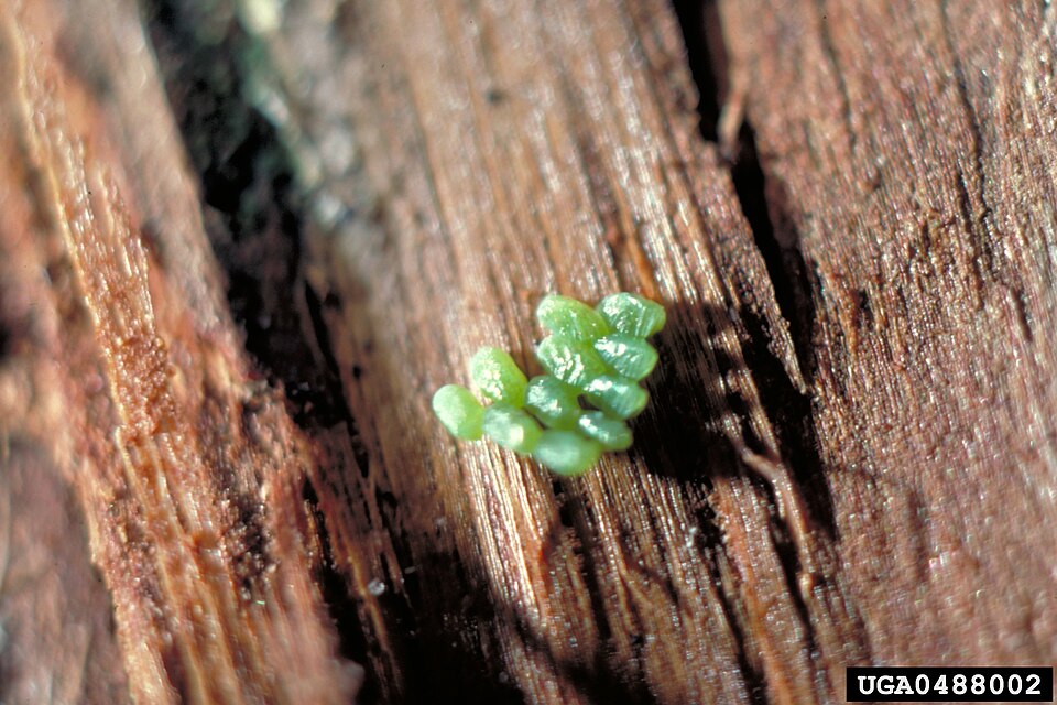 Fayl:Iridopsis pergracilis eggs.jpg
