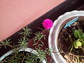 Hindistondagi Portulaca grandiflora