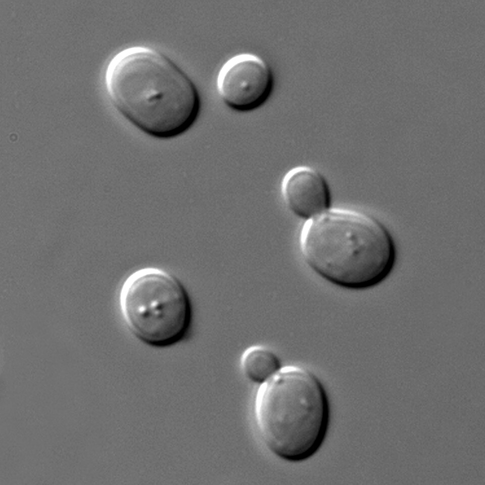 Fayl:S cerevisiae under DIC microscopy.jpg