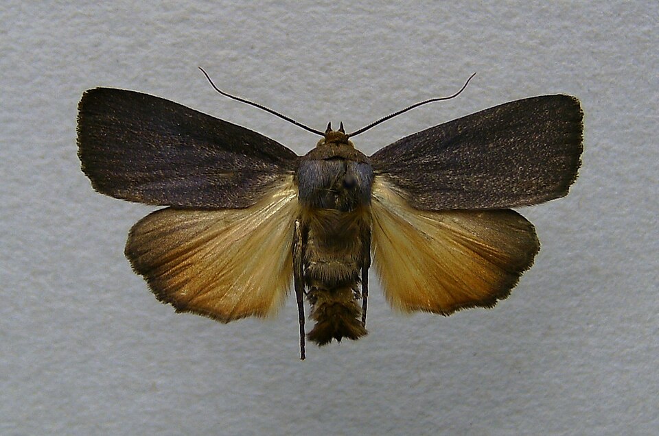 Fayl:Amphipyra livida.jpg