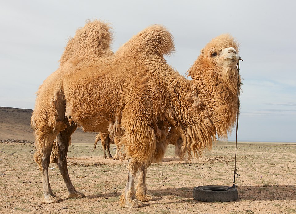 Fayl:Camel Farm in Mongolia 02.jpg