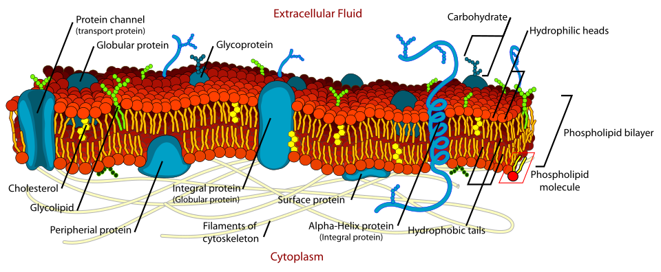 Fayl:Cell membrane detailed diagram en.svg