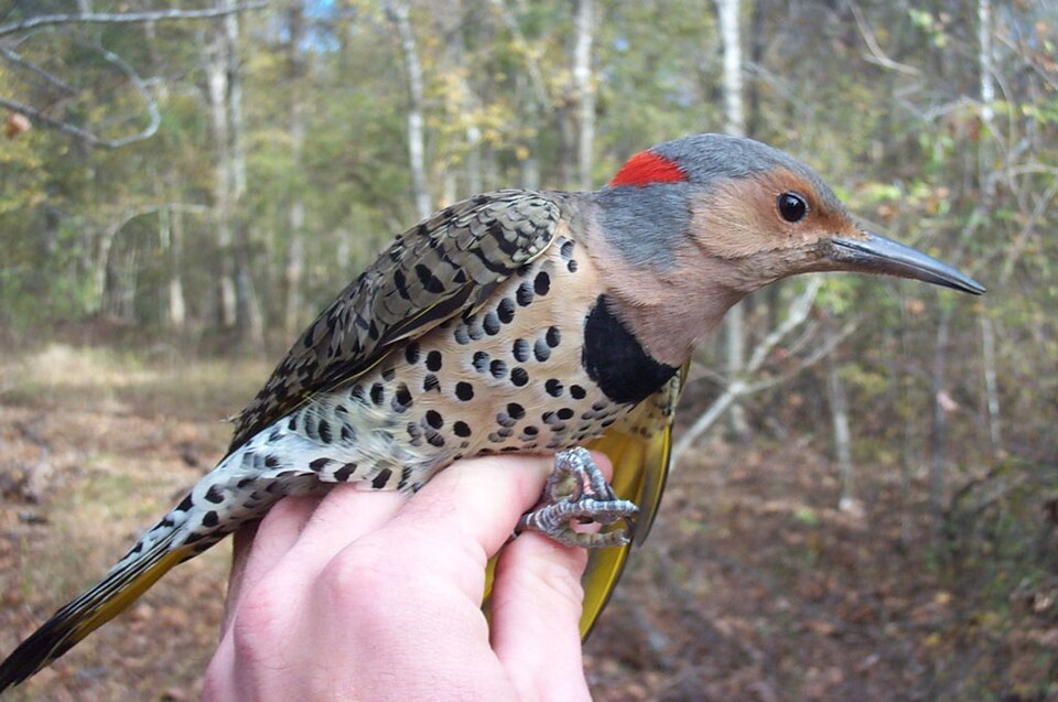 Fayl:Colaptes auratus auratus1.jpg