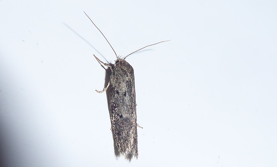Fayl:Leptocroca asphaltis.jpg