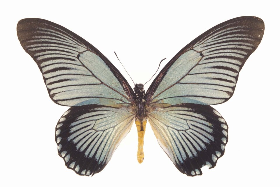 Fayl:Papilio zalmoxis ulster.jpg