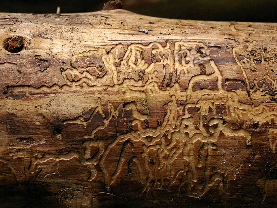Fayl:Unter der Rinde.jpg