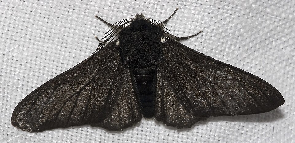 Fayl:Biston.betularia.f.carbonaria.7209.jpg