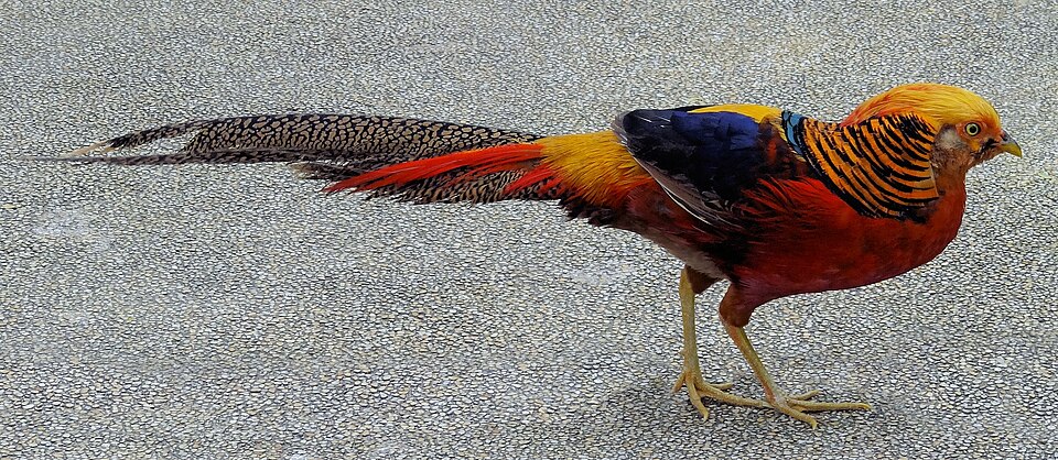 Fayl:Chrysolophus pictus walking.JPG
