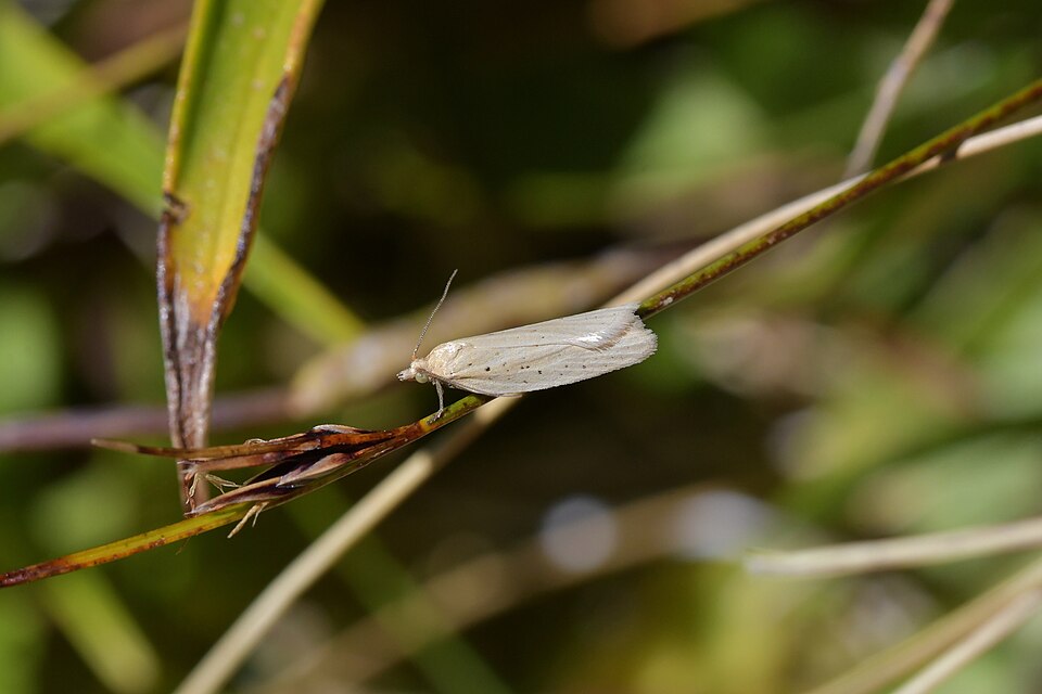 Fayl:Clepsis leucaniana 112766809.jpg