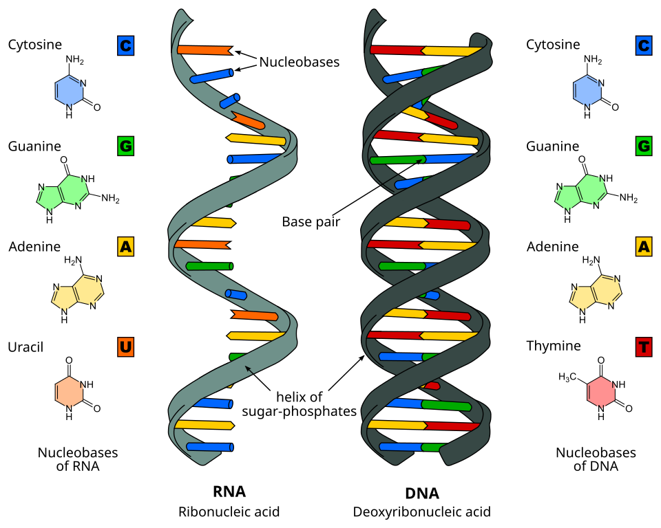 Fayl:Difference DNA RNA.svg