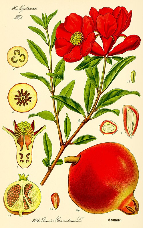 Fayl:Illustration Punica granatum2.jpg