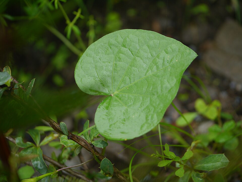 Fayl:Ipomoea purpurea (7864933012).jpg