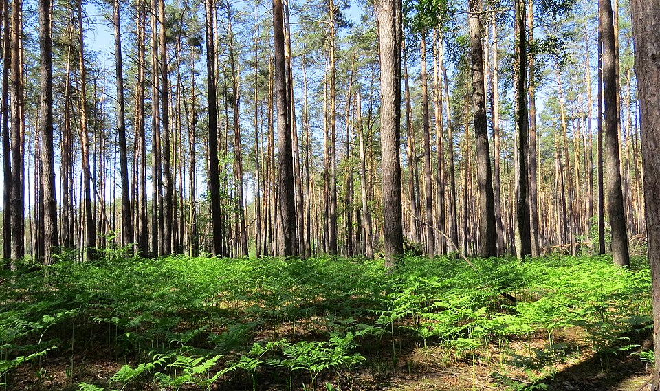 Fayl:Klavdievo forest.JPG