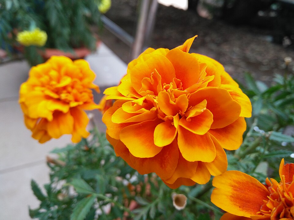 Fayl:Marigold Kiit.jpg