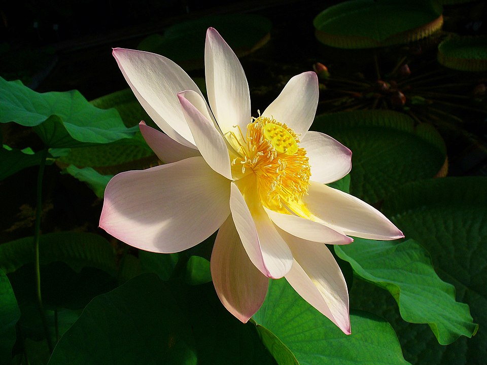 Fayl:Nelumbo nucifera 002.JPG