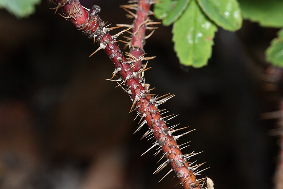 Fayl:Rosa acicularis 8831.JPG