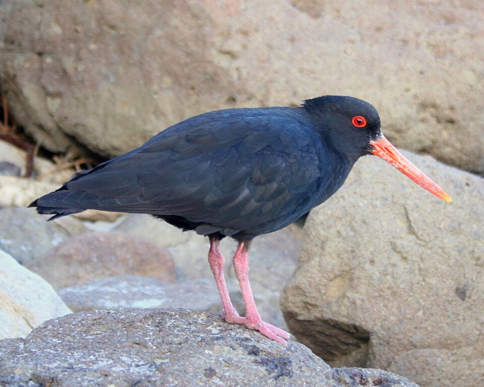 Fayl:Variable Oystercatcher.jpg
