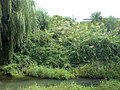 Salor bo‘yidagi Botanika bog‘i