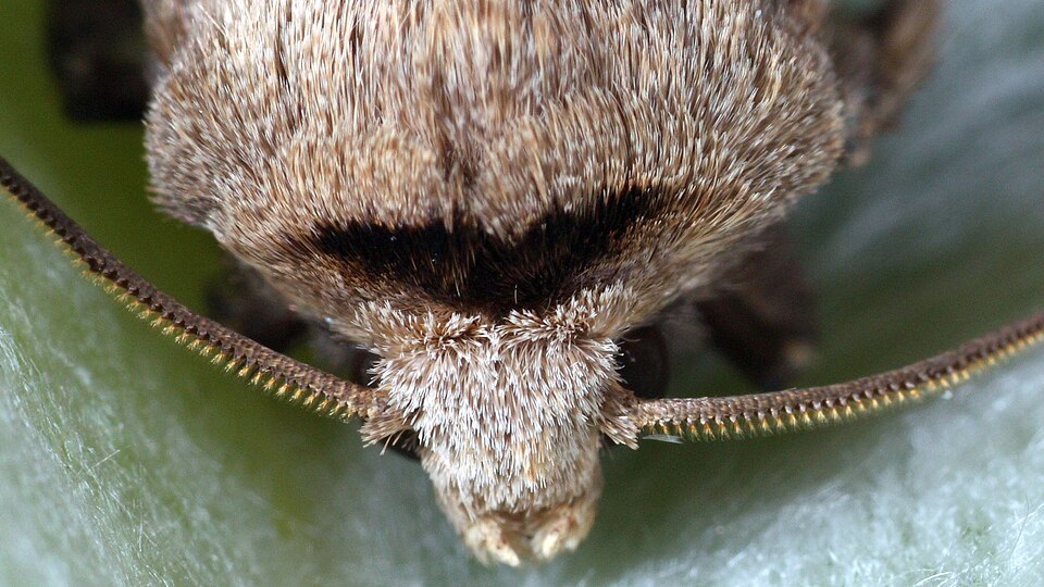 Fayl:Agrotis exclamationis-f.jpg