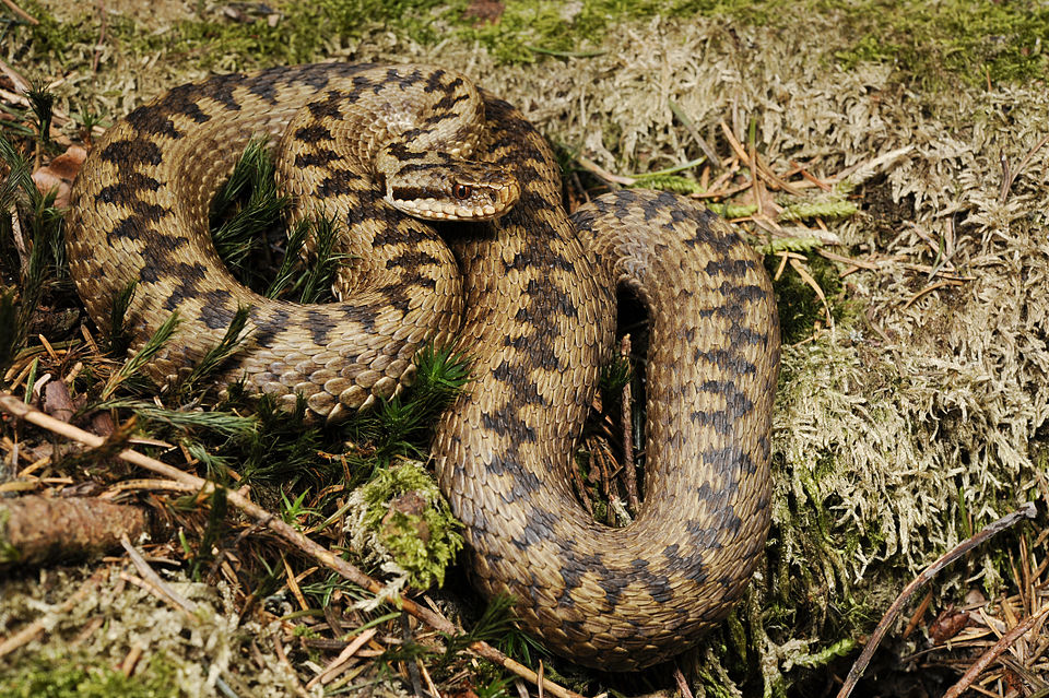 Fayl:Benny Trapp Vipera berus.jpg