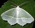 Campaea margaritata