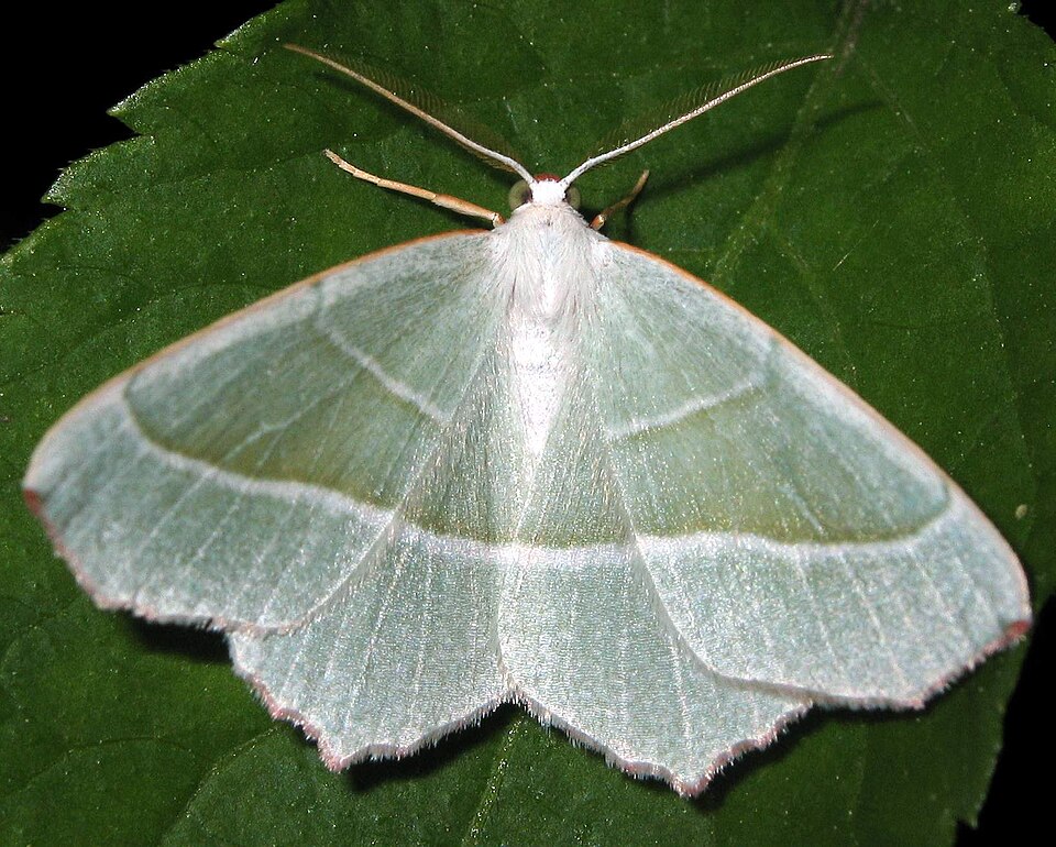 Fayl:Campaea margaritata 9059.jpg